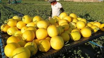 脆宝蜜瓜怎么吃,解锁夏日清新口感 第1张 脆宝蜜瓜怎么吃,解锁夏日清新口感 第1张